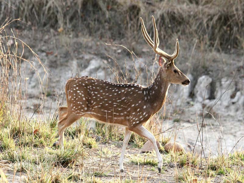 bandhavgarh