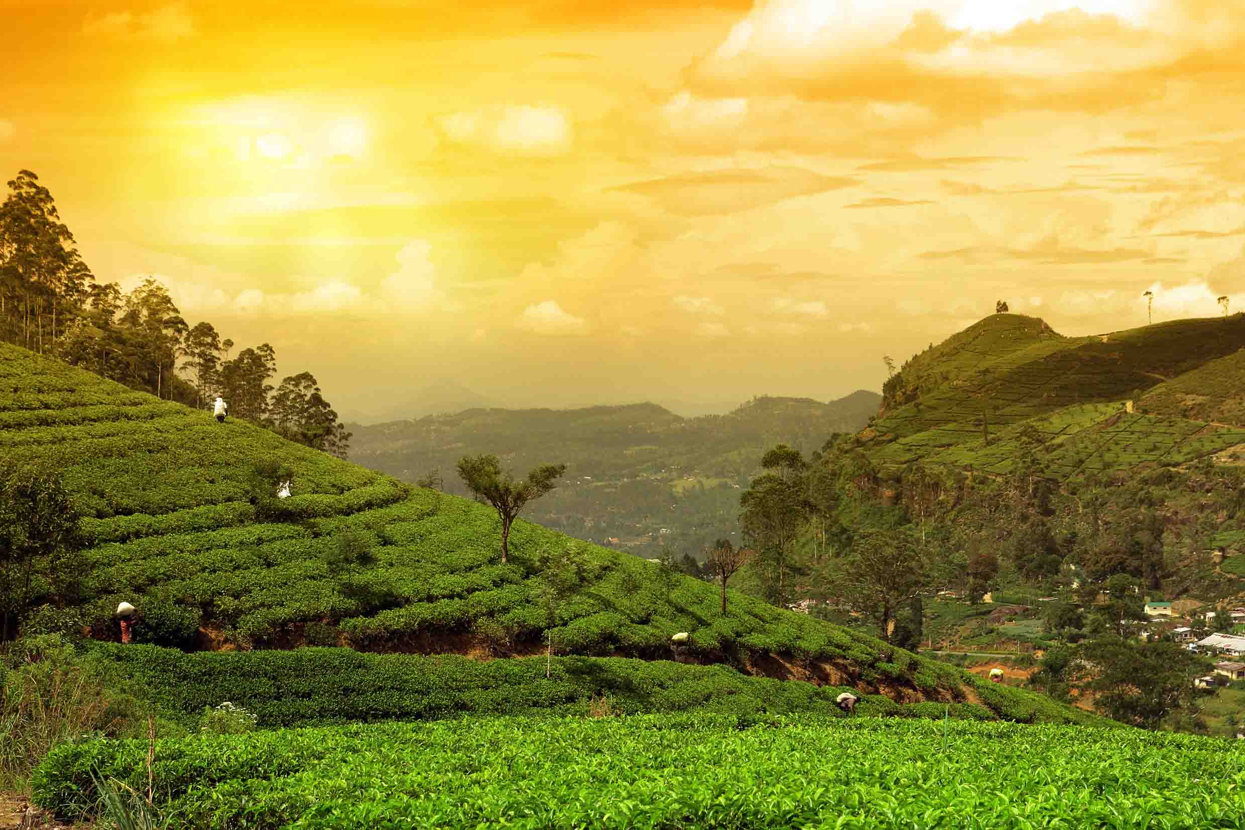 Экскурсии шри ланка 2024 цены. Шри Ланка плантации чая. Цейлон Шри Ланка чайные плантации. Горы чайные плантации Шри Ланка. Нувара Элия Ботанический сад.